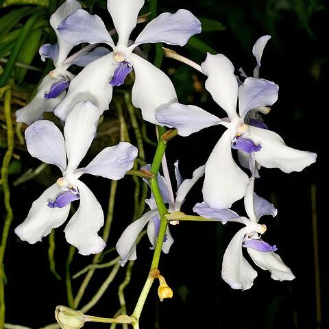 Vanda coerulea unspecified picture