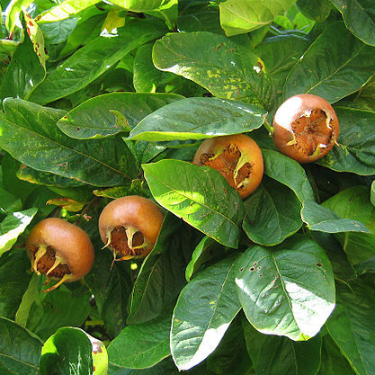 Mespilus germanica unspecified picture