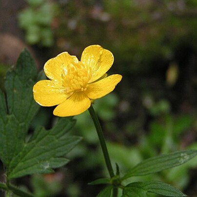 Ranunculus unspecified picture