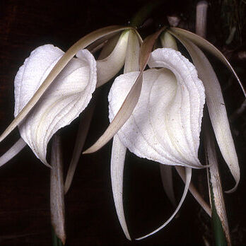 Brassavola acaulis unspecified picture