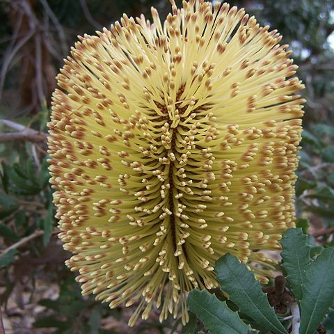 Banksia epica unspecified picture