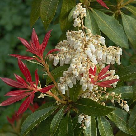 Pieris unspecified picture