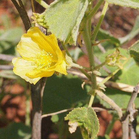 Abutilon otocarpum unspecified picture