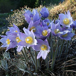 Pulsatilla tenuiloba unspecified picture