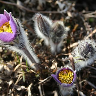 Pulsatilla tenuiloba unspecified picture