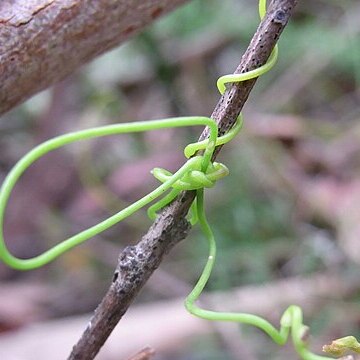 Cassytha glabella unspecified picture