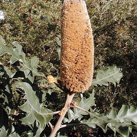 Banksia solandrii unspecified picture