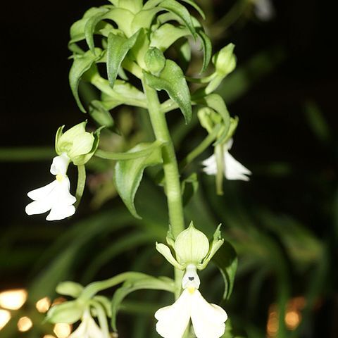 Calanthe aurantiaca unspecified picture