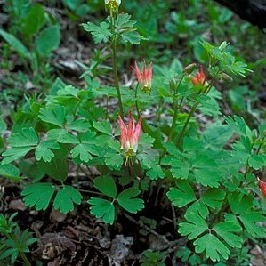 Aquilegia elegantula unspecified picture