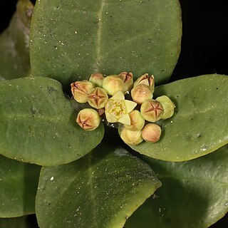 Rhoiacarpos capensis unspecified picture