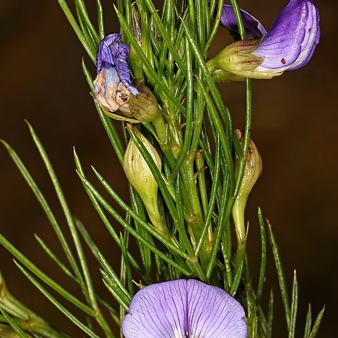 Psoralea laevigata unspecified picture