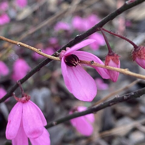 Tetratheca ciliata unspecified picture