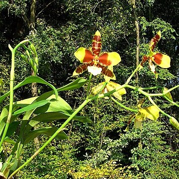 Rossioglossum grande unspecified picture