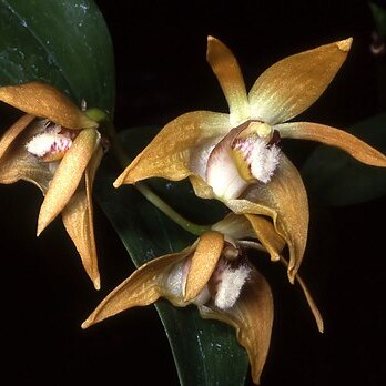 Dendrobium fleckeri unspecified picture