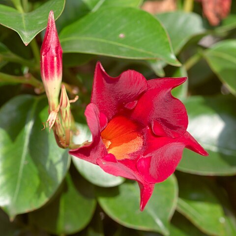 Mandevilla unspecified picture