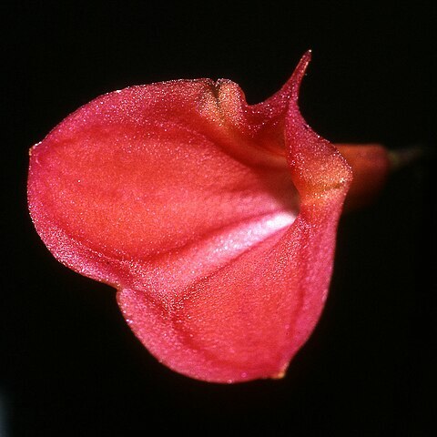 Masdevallia racemosa unspecified picture