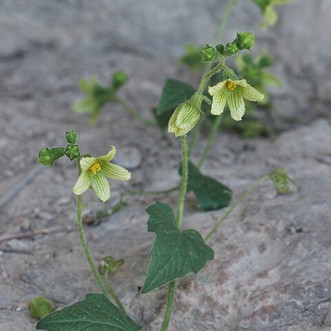 Bryonia syriaca unspecified picture