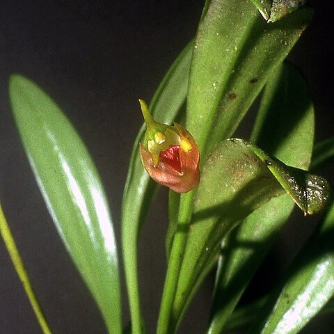 Masdevallia sernae unspecified picture