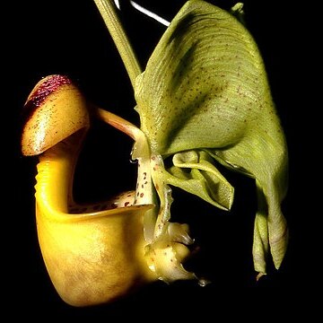 Coryanthes macrantha unspecified picture