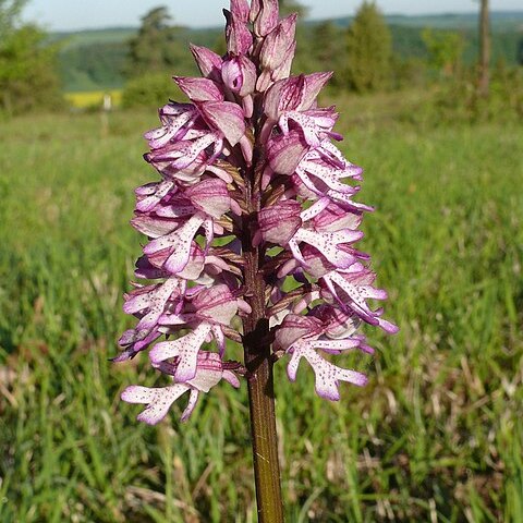 Orchis hybrida unspecified picture