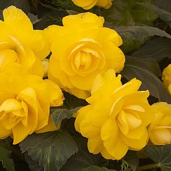 Begonia festiva unspecified picture