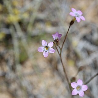 Gilia brecciarum unspecified picture