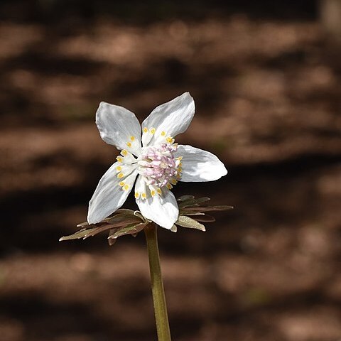 Eranthis stellata unspecified picture