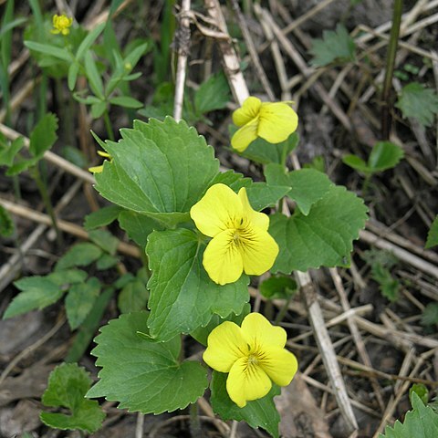 Viola uniflora unspecified picture