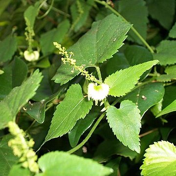 Tragia durbanensis unspecified picture