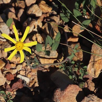 Othonna pinnata unspecified picture