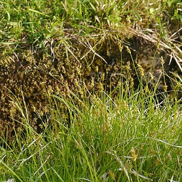 Carex arenicola unspecified picture