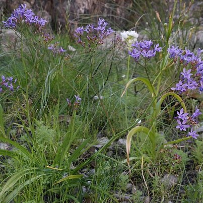 Schizorhiza neglecta unspecified picture