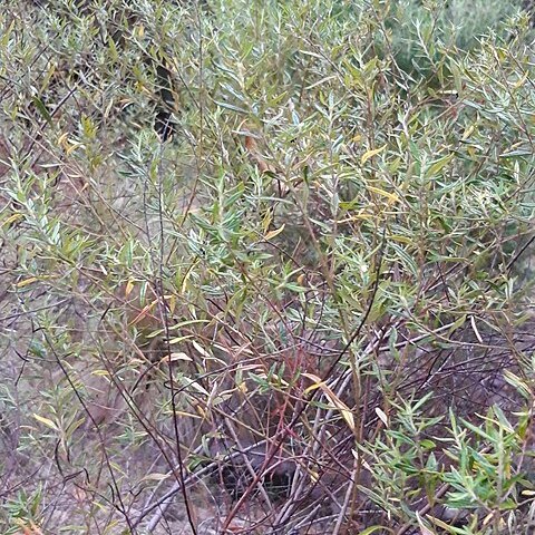 Phylica polifolia unspecified picture