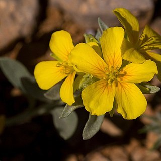 Physaria fendleri (a.gray) o'kane unspecified picture