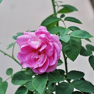 Rosa indica unspecified picture