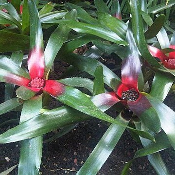 Neoregelia cyanea unspecified picture