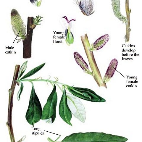 Salix alaxensis unspecified picture