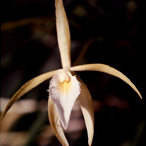 Brassavola martiana unspecified picture