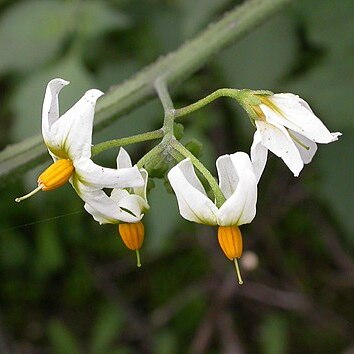 Solanum nigrescens unspecified picture