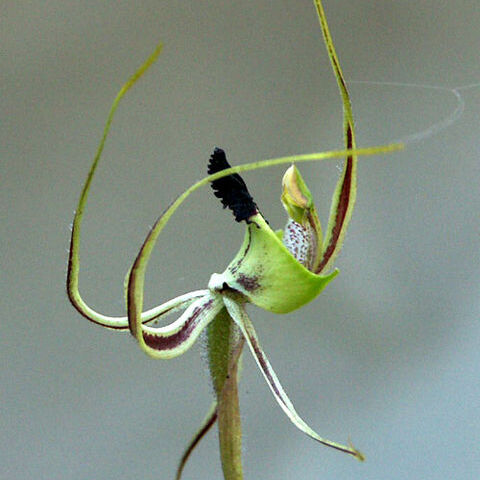 Caladenia integra unspecified picture