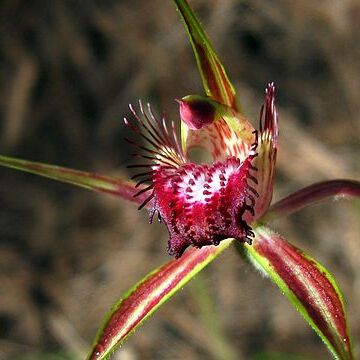 Caladenia arenicola unspecified picture