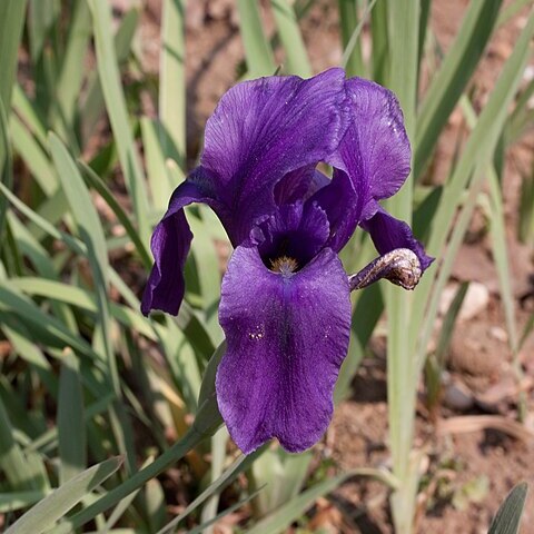 Iris hoogiana unspecified picture