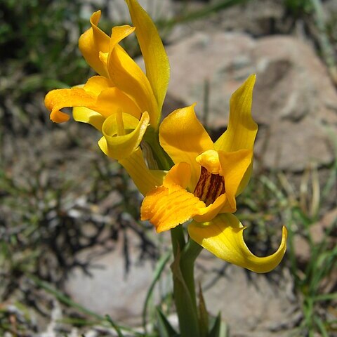 Chloraea alpina unspecified picture