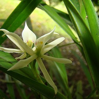 Prosthechea neurosa unspecified picture