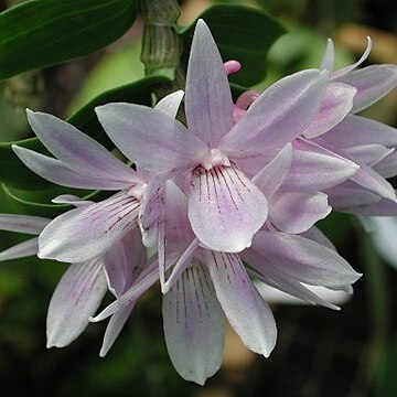 Dendrobium ceraula unspecified picture