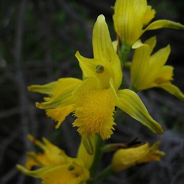 Chloraea barbata unspecified picture