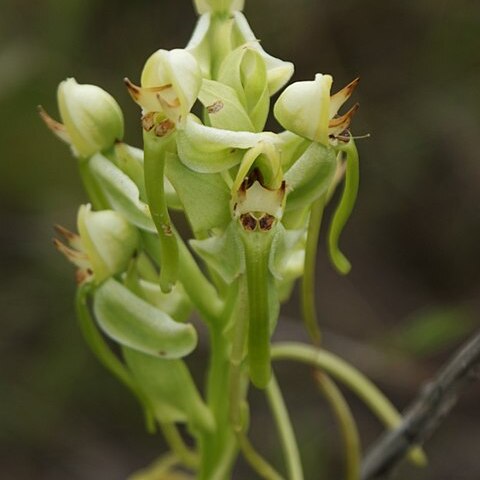 Habenaria hamata unspecified picture