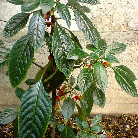 Impatiens congolensis unspecified picture