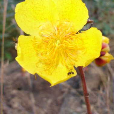 Cochlospermum regium unspecified picture