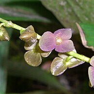 Stelis purpurea unspecified picture